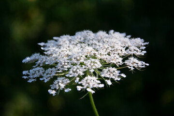 white flower in the garden