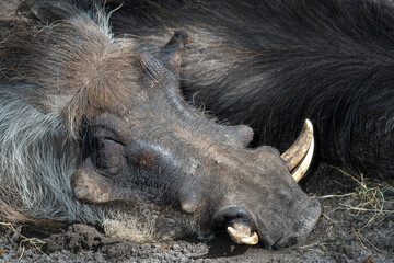 sleeping warthog