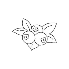 blueberry icon vector