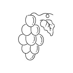 illustration of a grape fruit