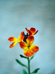 orange flower on blue background