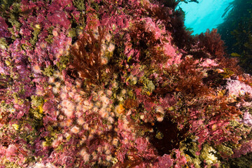 Fototapeta na wymiar Reef with Jewel anemones, Corynactis australis