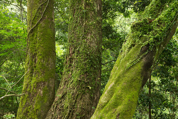 シダとコケの生えた木の幹