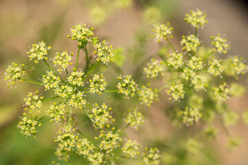 イタリアンパセリの花