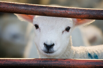 New born Lleyn lamb at lambing time looking through a gate