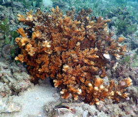 Costa Rica Pacific sea life