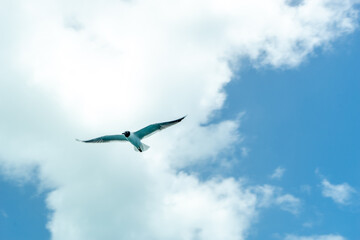 a flying seagull