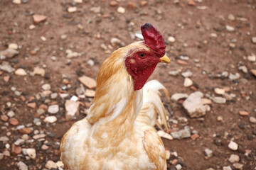 View of beautiful white rooster on the farm