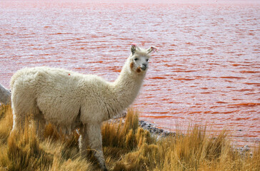 Alpaca in front of Laguna Colorada in Bolivia