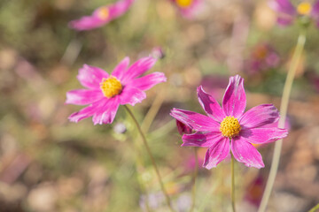 Cosmos flowers in the garden