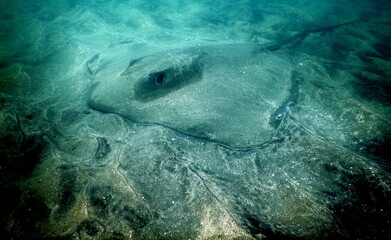 Costa Rica Pacific sea life