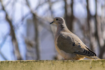 A DOVE ON THE WALL OF MY HOUSE