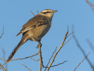 A CALANDRIA POSING ON THE TOP OF A BRANCH