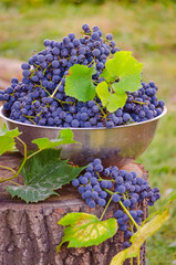 Blue grapes in a container