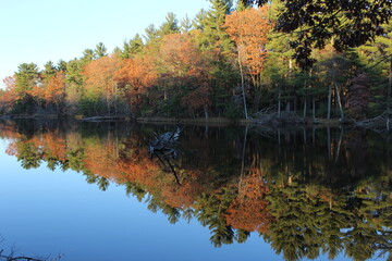 autumn trees reflected in water