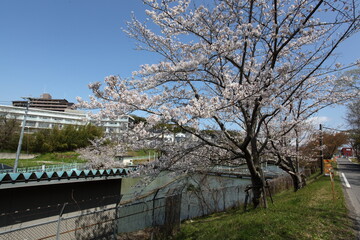 Fototapeta na wymiar 道端の桜