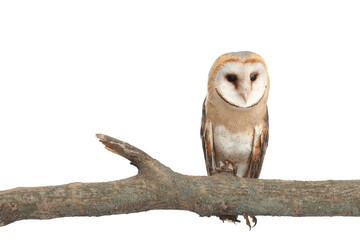 Beautiful common barn owl on twig against white background