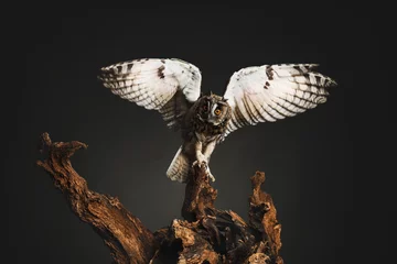 Foto op Aluminium Beautiful eagle owl on tree against grey background. Predatory bird © New Africa