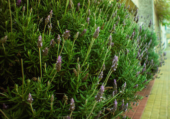planta de lavanda