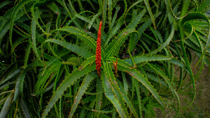 Planta saturada en colores