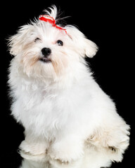 White maltese breed dog studio portrait on a black background