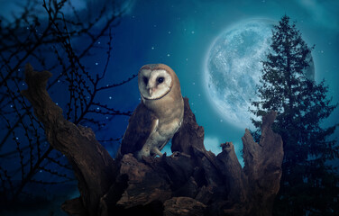 Owl on tree in dark forest under starry sky with full moon at night - Powered by Adobe