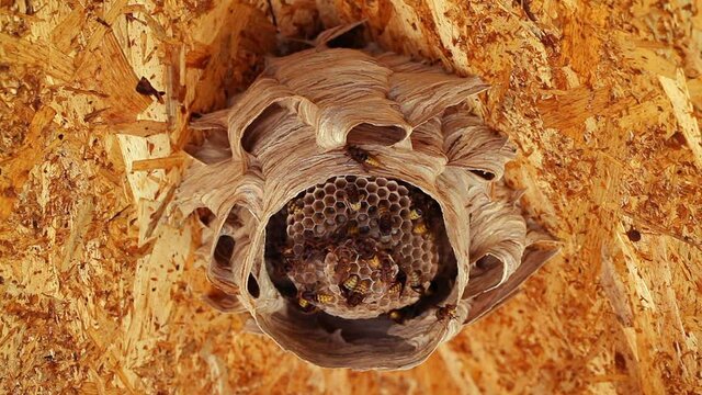 Hornet Nest Hive at Attic Ceiling