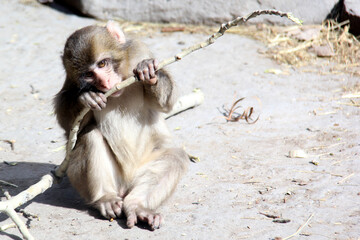 baby macaque eating a branch