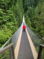 bridge in the forest