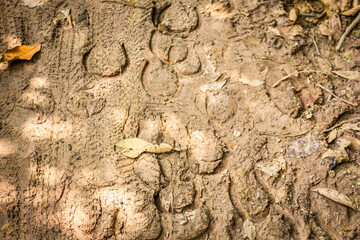 Footprint of shoe on dry mud