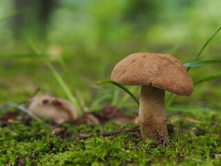 クリイロイグチモドキのアップ
