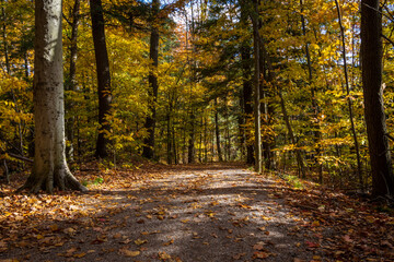 Fall Colours Maple Nature Reserve