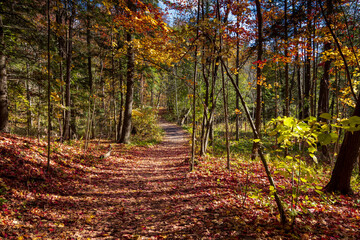 Fall Colours Maple Nature Reserve