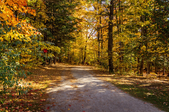 Fall Colours Maple Nature Reserve