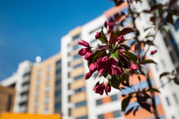 part of an Apple tree close-up against the background of a blurred house