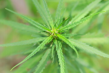 Young leaves of the cannabis tree Used to make medicines,marijuana,Illegal in some countries,Soft focus,selected focus,shallow depth of field.