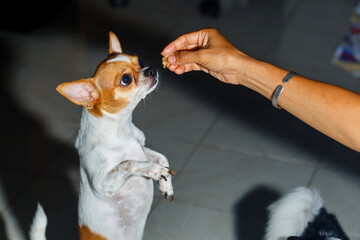 Puppy chihuahua eat food from hand,training,feeding pet concept,Feeding the by hand,Dogs look at food,blur,Soft focus.