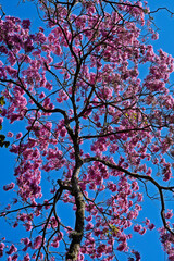 Pink ipe or pink trumpet tree, (Handroanthus impetiginosus), Rio de Janeiro, Brazil