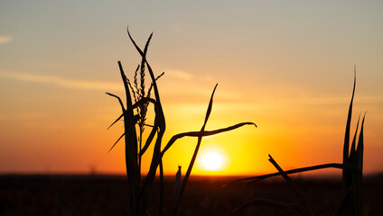Dry corn field at the beautiful yellow dawn. Corn plantation, damaged during drought.