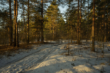 winter in the forest