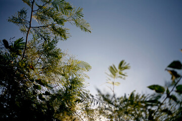 trees and sky