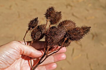 Achiote seeds (Bixa orellana) on hand, Rio, Brazil  