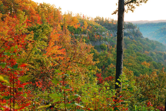 Autumn colors on a hillside