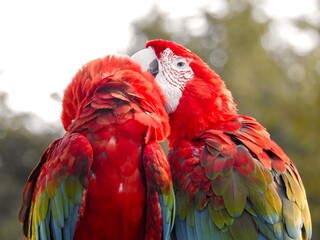 仲良しの赤いオウム