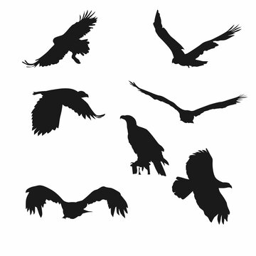 set flying bird. silhouette eagle illustration