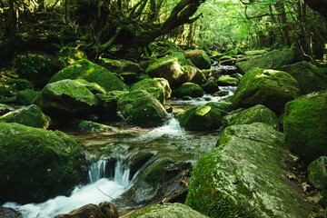 世界遺産屋久島の白谷雲水峡