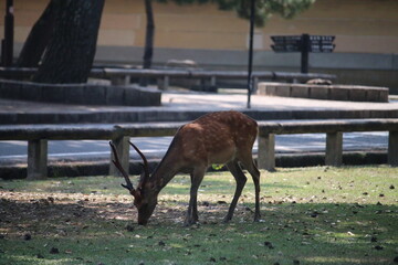 食事中の鹿