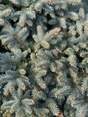 christmas tree branches