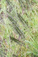 Chinese fountain grass / Poaceae perennial grass	