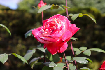 ピンク 赤 ローズ 薔薇 バラ ガーデン